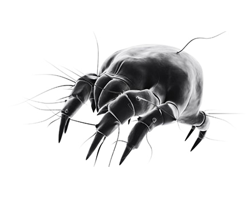 Dust mites